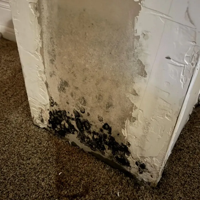 Professional Mold Removal in Knott County, KY